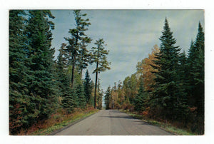 Beautiful Birch and Pine Trees Vintage Original Postcard # 4945 - New - 1960's