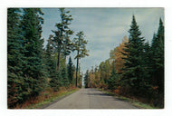 Beautiful Birch and Pine Trees Vintage Original Postcard # 4945 - New - 1960's