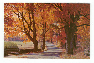 Flaming Foliage Vintage Original Postcard # 4947 - New - 1960's