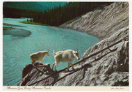 Jasper, Alberta, Canada - Mountain Goat Vintage Original Postcard # 0003 - Post Marked August 24, 1971