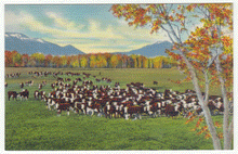 Load image into Gallery viewer, Cattle on the Range in the Southwest, USA Vintage Original Postcard # 0053 - New - 1940&#39;s
