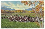 Cattle on the Range in the Southwest, USA Vintage Original Postcard # 0053 - New - 1940's