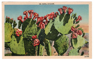 Nopal in Bloom, Texas, USA Vintage Original Postcard # 0068 - Post Marked August 24, 1939
