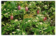 Lady Slipper - Floral Emblem of Prince Edward Island, Canada Vintage Original Postcard # 0084 - Post Marked August 22, 1970