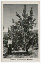 Load image into Gallery viewer, A Grand Valley Pear Tree, Midland Ry, Colorado, USA Vintage Original Postcard # 0155 - New 1960&#39;s
