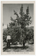 A Grand Valley Pear Tree, Midland Ry, Colorado, USA Vintage Original Postcard # 0155 - New 1960's