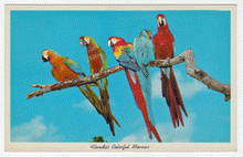 Load image into Gallery viewer, Florida&#39;s Colorful Macaws, Florida, USA Vintage Original Postcard # 0160 - Post Marked February 1961

