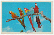 Florida's Colorful Macaws, Florida, USA Vintage Original Postcard # 0160 - Post Marked February 1961