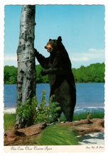 Load image into Gallery viewer, Black Bear - &#39;Here Comes Those Tourist Again&#39;, Canada Vintage Original Postcard # 0227 - 1980&#39;s
