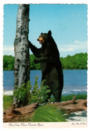 Black Bear - 'Here Comes Those Tourist Again', Canada Vintage Original Postcard # 0227 - 1980's