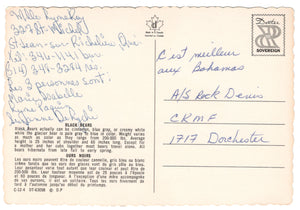 Black Bear - 'Here Comes Those Tourist Again', Canada Vintage Original Postcard # 0227 - 1980's