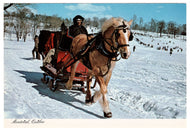 Mount Royal Winter Sleigh Ride, Montreal, Quebec, Canada Vintage Original Postcard # 0304 - 1980's