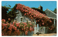 Rose Covered Cottage, Siasconset, Massachusetts, USA Vintage Original Postcard # 378 - 1970's