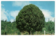 Oregon Myrtle Trees, Oregon, USA Vintage Original Postcard # 0409 - New, 1970's