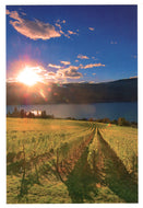 Gray Monk Estate Winery, Okanagan Lake, British Columbia, Canada Vintage Original Postcard # 0412 - Early 2000's