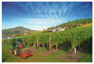 Gray Monk Estate Winery, Okanagan Lake, British Columbia, Canada Vintage Original Postcard # 0413 - Early 2000's