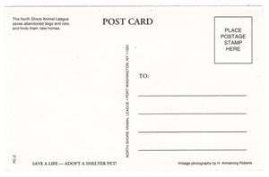 North Shore Animal League America, Washington D.C. USA Vintage Original Postcard # 0429 - 1960's