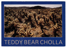 Load image into Gallery viewer, Teddy Bear Cholla Cactus, Arizona, USA Vintage Original Postcard # 0435 - New - 1980&#39;s
