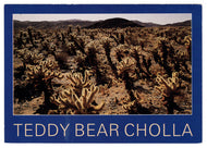 Teddy Bear Cholla Cactus, Arizona, USA Vintage Original Postcard # 0435 - New - 1980's