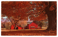 Colorful Autumn Scene - Fall Leaves, USA Vintage Original Postcard # 0438 - New - 1960's