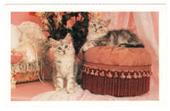 North Shore Animal League America, Washington D.C. USA Vintage Original Postcard # 0454 - 1960's