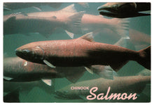 Load image into Gallery viewer, Chinook Salmon, Whitehorse, Yukon, Canada Vintage Original Postcard # 0463 - 1980&#39;s
