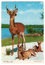 Load image into Gallery viewer, The Majestic Buck, Wildlife (Deers) in Quebec, Canada Vintage Original Postcard # 0684 - 1980&#39;s
