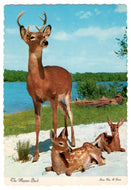 The Majestic Buck, Wildlife (Deers) in Quebec, Canada Vintage Original Postcard # 0684 - 1980's