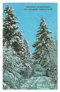 Merry Christmas and Prosperous New Year Vintage Original Postcard # 0778 - Post Marked December 22, 1970's