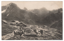 Load image into Gallery viewer, Pasture Vaudois by A. Bouillier - Masterpiece Vintage Original Postcard # 0789 - New 1901
