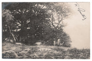 Glade in Foret by F. E. Michael - Masterpiece Vintage Original Postcard # 0790 - Post Marked July 20, 1901
