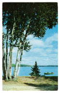 Beautiful Birches, Tomahawk, Wisconsin, USA Vintage Original Postcard # 0796 - Post Marked August 9, 1955