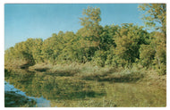 Autumn Scene in Central Texas and Louisiana, USA Vintage Original Postcard # 0802 - New 1960's