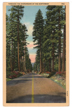 Load image into Gallery viewer, Evergreens of the Northwest, USA Vintage Original Postcard # 0866 - New - 1940's
