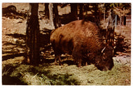 Buffalo Grazing, USA Vintage Original Postcard # 4653 - New - 1960's
