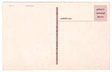Load image into Gallery viewer, Buffalo Grazing, USA Vintage Original Postcard # 4653 - New - 1960&#39;s
