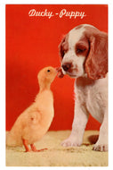 Ducky - Puppy Vintage Original Postcard # 4670 - New - 1960's