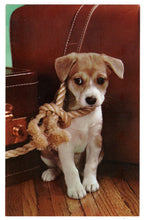 Load image into Gallery viewer, Puppy on the Ropes Vintage Original Postcard # 4671 - New - 1960&#39;s
