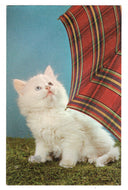 Kitty, No Rain Today Vintage Original Postcard # 4672 - New - 1960's