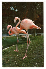 Load image into Gallery viewer, Flamingos at The Parrot Jungle, Miami, Florida, USA Vintage Original Postcard # 4689 - Post Marked 1963
