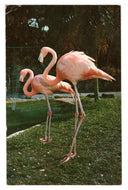 Flamingos at The Parrot Jungle, Miami, Florida, USA Vintage Original Postcard # 4689 - Post Marked 1963