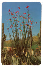 Load image into Gallery viewer, Desert Ocotilla Cactus USA Vintage Original Postcard # 4716 - New 1960's
