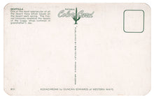 Load image into Gallery viewer, Desert Ocotilla Cactus USA Vintage Original Postcard # 4716 - New 1960's
