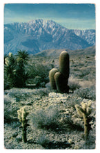 Load image into Gallery viewer, Cholla and Barrel Cacti on the California Desert, USA Vintage Original Postcard # 4717 - Post Marked January 7, 1957
