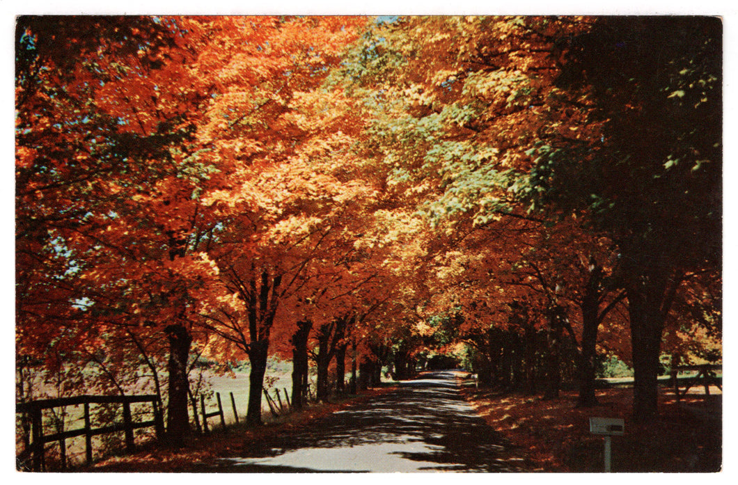 Autumn Scenic Country Road Side, USA Vintage Original Postcard # 4524 - 1970's
