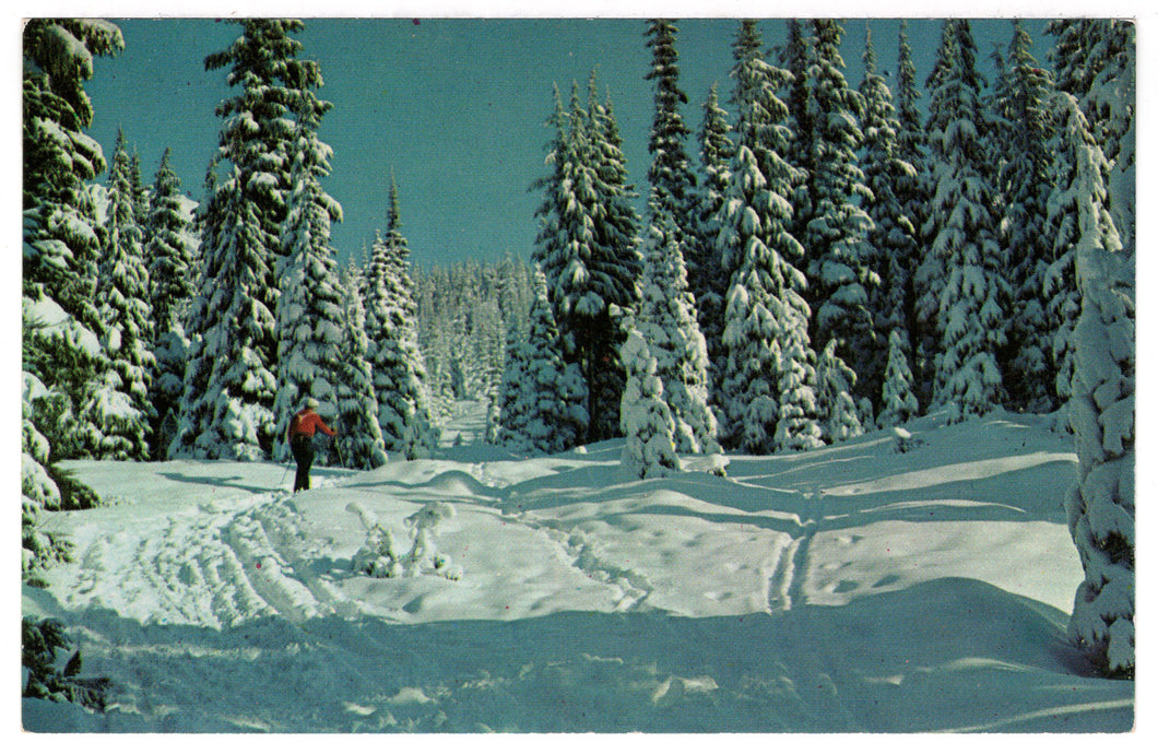 Virgin Snow in Winter, USA Vintage Original Postcard # 4529 - 1970's
