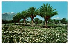 Load image into Gallery viewer, Wild Desert Primroses - Mount San Jacinto and Mount San Gorgonia, California, USA Vintage Original Postcard # 4532 - Post Marked January 30, 1960
