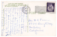 Load image into Gallery viewer, Wild Desert Primroses - Mount San Jacinto and Mount San Gorgonia, California, USA Vintage Original Postcard # 4532 - Post Marked January 30, 1960
