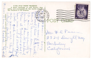 Wild Desert Primroses - Mount San Jacinto and Mount San Gorgonia, California, USA Vintage Original Postcard # 4532 - Post Marked January 30, 1960