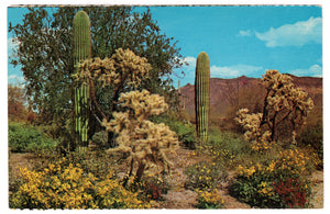 Spring's Colorful Touch Brightens the Desert, USA Vintage Original Postcard # 4536 - 1970's
